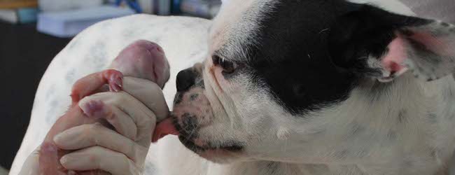 parto_clinica_veterinaria_amik_bulldog_frances_wide